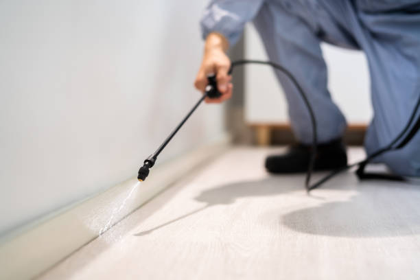Bed Bug Pre-Treatment Preparation Assessment in Drain