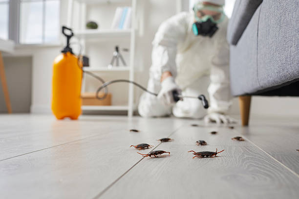 Post-Treatment Bed Bug Interceptor Monitoring in Drain